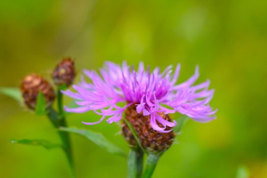 Soft focus, flowering cornflower in the meadow in the summer