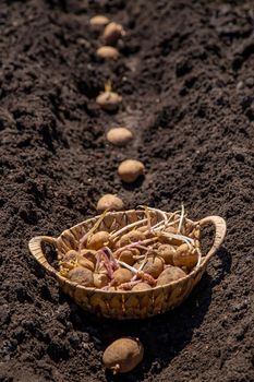 Plant sprouted potatoes in the garden. Selective focus. Nature.