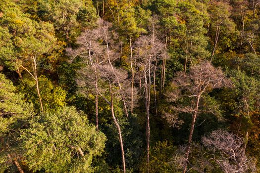 An autumnal and partly dead coniferous forest in the heart of Germany