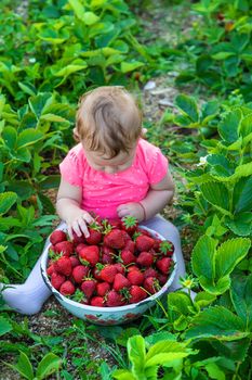 Baby eats strawberries in the garden. Selective focus. Summer.