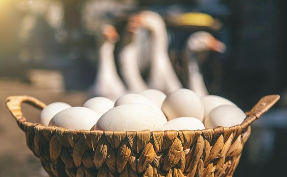Goose eggs in a basket. Selective focus. Food.