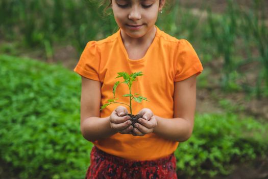 The child plants a tomato plant in the garden. Selective focus. Nature.
