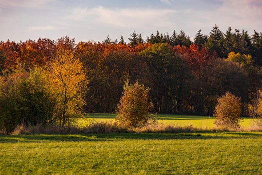 A lonely forest with many colored leaves on the ground in an autumn mood in Germany