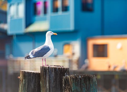 Seagull on tree trunk in Monterey, California, United States of America