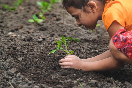 The child plants a tomato plant in the garden. Selective focus. Nature.
