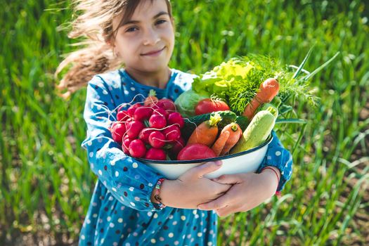 The child holds in his hands a lot of vegetables harvest from the garden. Selective focus. Food.