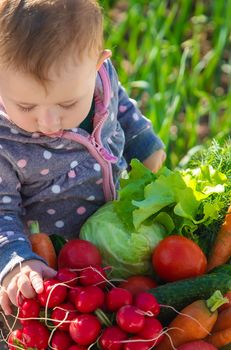 The baby holds in his hands a lot of vegetables harvest from the garden. Selective focus. Food.
