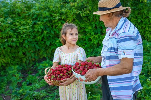 The child and grandmother pick strawberries in the garden. Selective focus. Kid.