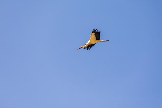 A stork glides down steeply against a blue sky
