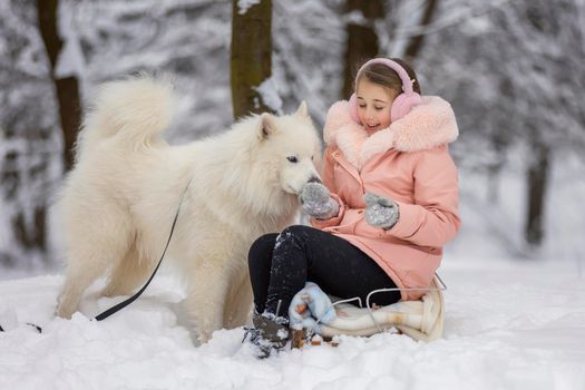 child dog samoyed breed in the park in winter