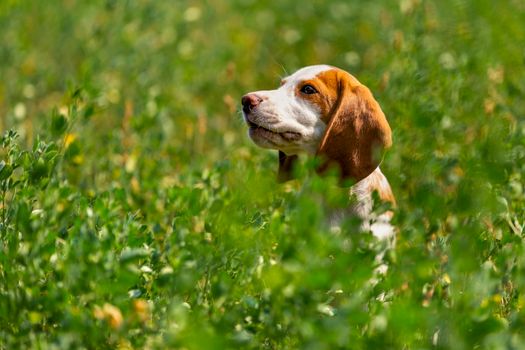 beagle dog sitting in the grass