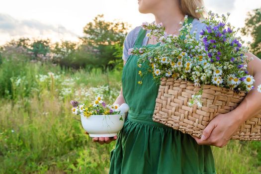 The woman collects medicinal herbs. Selective focus. Nature.