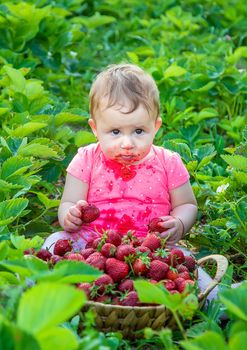 Baby eats strawberries in the garden. Selective focus. Summer.