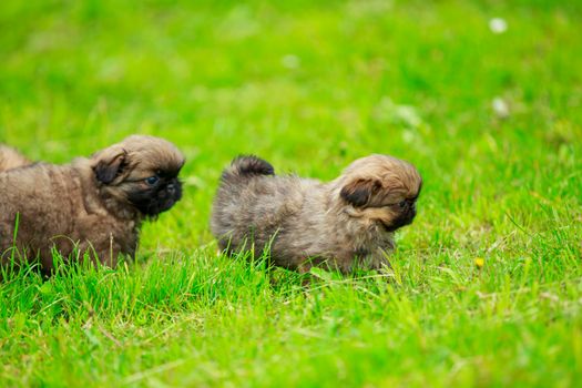 Pekingese puppies are playing on the lawn