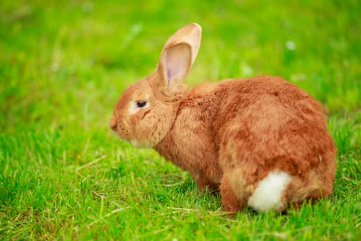 red-haired big rabbit on a background of green grass