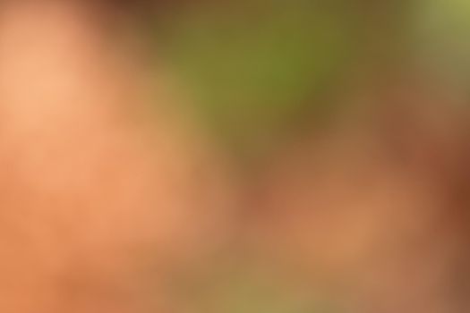 Background from a blurred image of multicolored leaves with a gradient between orange and green tones of nature