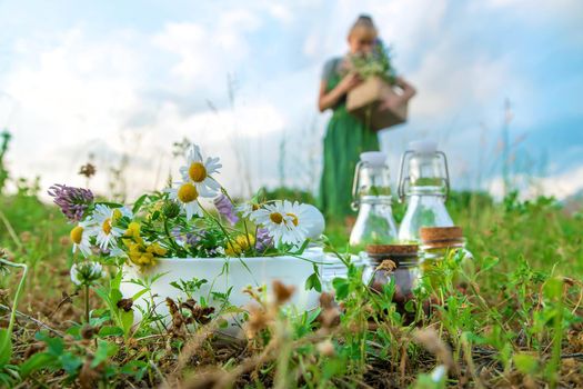 The woman collects medicinal herbs. Selective focus. Nature.