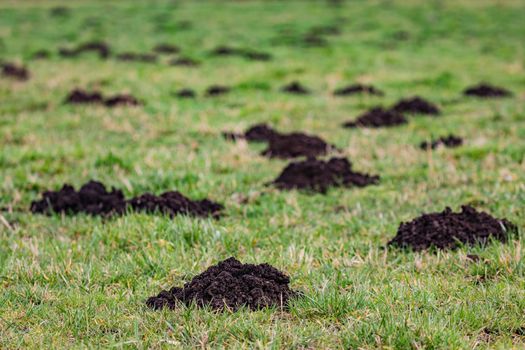Close-up of molehills in a meadow