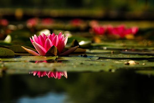 Pink lotus on black background. Delicate flower in the pond. Tropical floral natural wallpaper. Aquatic plant. Contrast background, selective focus