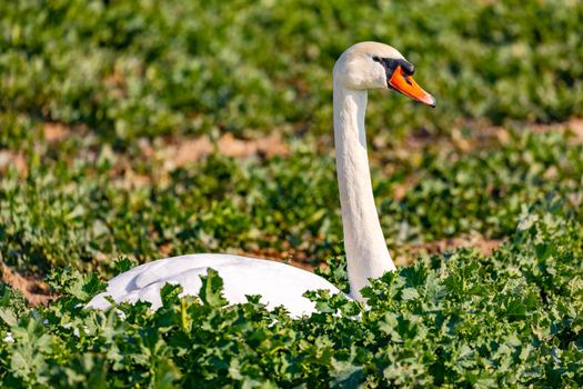Close-up of a swan with neck and head released in front of a green field in winter