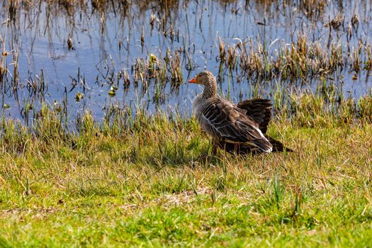 An injured duck stands on the shore of a sun-drenched pond, waiting for help or death