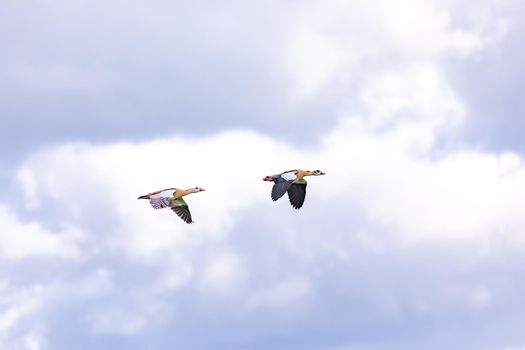Two showy ducks in winter flight