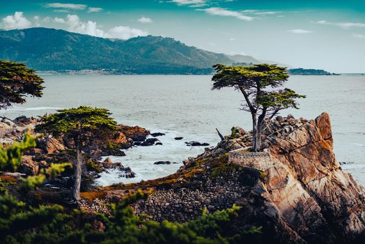 Tree on rocks with ocean in background in California, United States of America