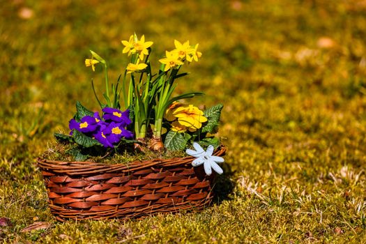A flower arrangement in a picturesque raffia basket with colorful spring flowers exposed on the lawn