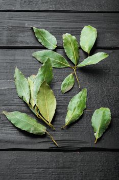 Green and fresh laurel bay leaf set, on black wooden table background