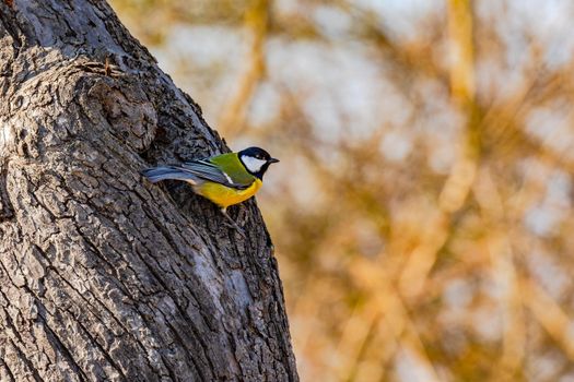 A black, white and yellow colored great tit as a bird on a prominent tree in spring, Germany