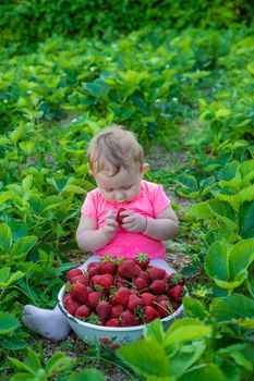 Baby eats strawberries in the garden. Selective focus. Summer.