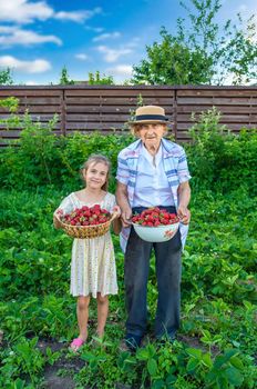 The child and grandmother pick strawberries in the garden. Selective focus. Kid.