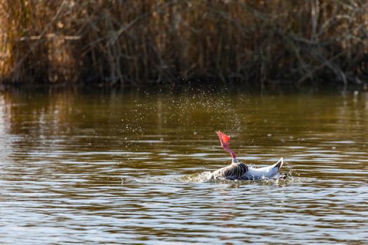 A duck dives head over heels with its legs up in a lake in spring in Germany