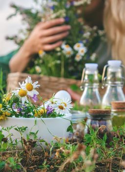 The woman collects medicinal herbs. Selective focus. Nature.