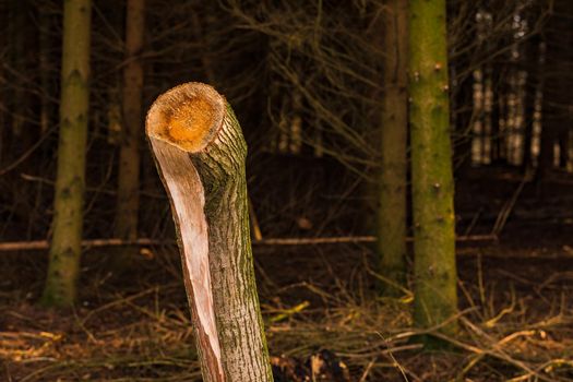 A sawed-off tree stump damaged after a storm