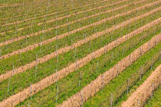 A vineyard with many young vines in spring in Germany