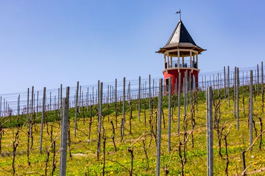 The round Burgunderturm is an observation tower surrounded by vineyards in Rhineland-Palatinate