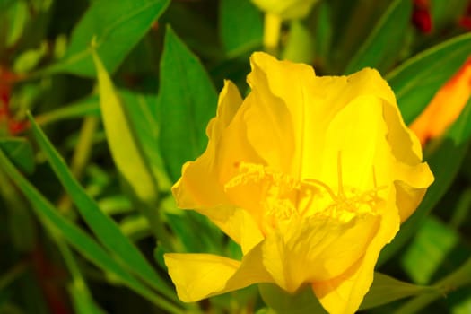 Close-up of a yellow flowering flower in the park in the spring