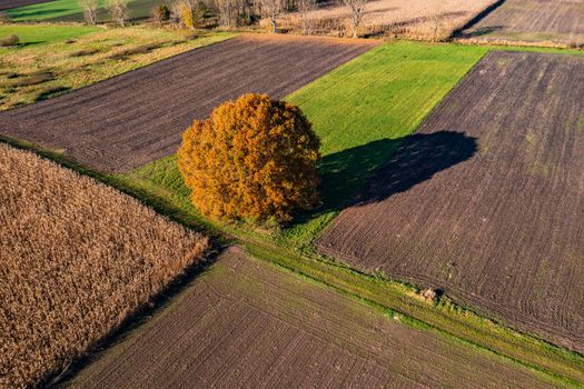 Aerial view of a dominant tree between different fields in autumn
