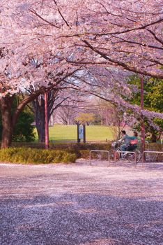 Two people running in the cherry blossoms. Shooting Location: Tokyo Chofu City