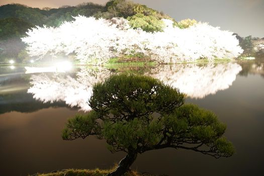 Sankeien Night Sakura and Matsu. Shooting Location: Yokohama-city kanagawa prefecture