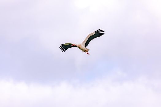 A stork isolated while gaining altitude with clouds in the sky