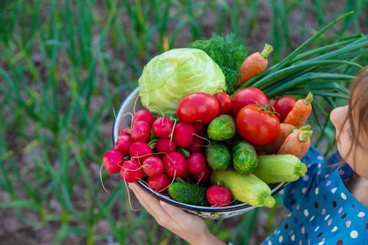 The child holds in his hands a lot of vegetables harvest from the garden. Selective focus. Food.