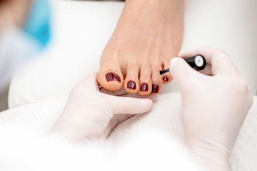 Manicure master is painting on female toenails with maroon nail polish by brush wearing white gloves
