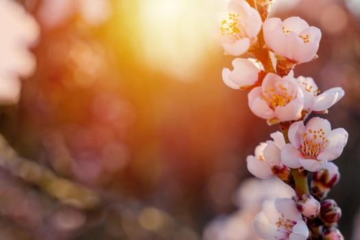 Flowers of the almond tree against the sunset. Beautiful nature scene with blooming tree and sun flare. Spring flowers. Beautiful Orchard. Springtime Space for text.