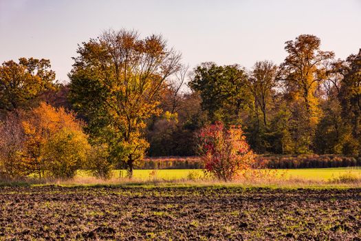 The lonely nature with many colored leaves on the ground in an autumn mood in Germany