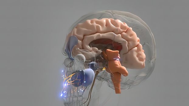 neurobiology, nervous system cells 3d medical 3d illustration