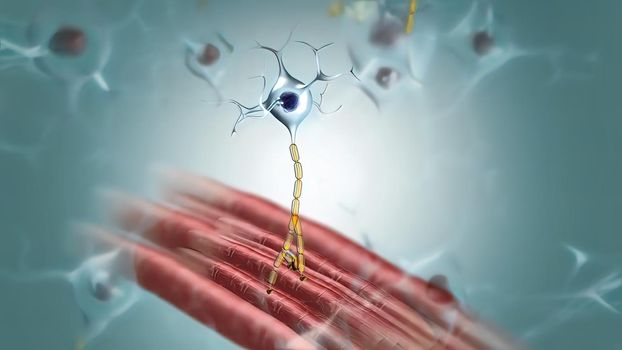 By injecting into muscle groups visible tracers that are transported by the axons of the lower motor neurons back to their cell bodies 3d illustration