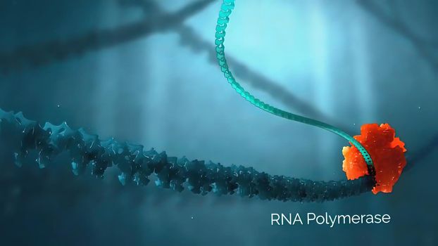 Molecular mechanisms of template-independent RNA polymerization by tRNA nucleotidyltransferases 3d illustration