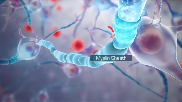 Neural transmission. Neuron receiving and transmitting an impulse 3d illustration